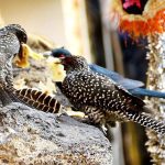 A view of birds picking food from wall in the city
