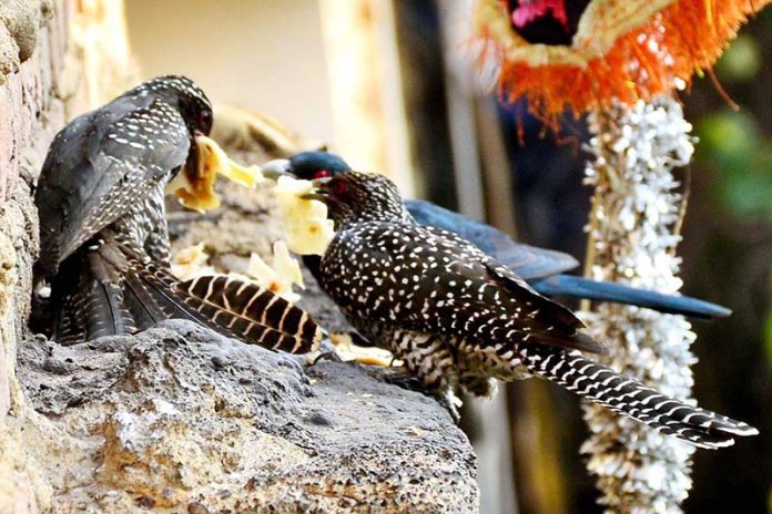A view of birds picking food from wall in the city