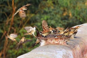 A flock of sparrows picking food on the wall.