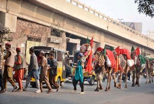 A man leads his decorated camels for tourists near Abdullahpur Bridge.
