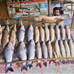 A vendor displaying fish to attract the customers on his setup at Rajputana Road