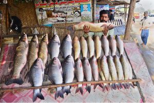 A vendor displaying fish to attract the customers on his setup at Rajputana Road