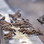 A view of sparrows picking food from wall