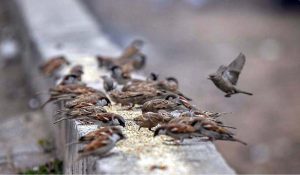 A view of sparrows picking food from wall