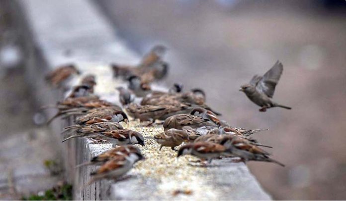 A view of sparrows picking food from wall