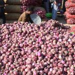 A Laborer busy sorting good quality onions at vegetables Market in Federal Capital