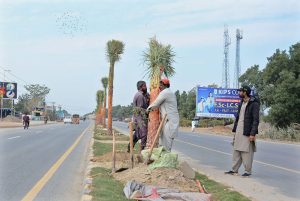 Gardeners plant palm trees along Head Muhammad Wala Road green belt as part of a city beautification drive.
