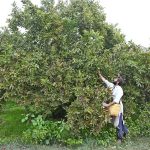 A farmer is busy plucking seasonal guavas from trees in an orchard near Aqil Village Road