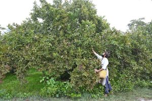 A farmer is busy plucking seasonal guavas from trees in an orchard near Aqil Village Road