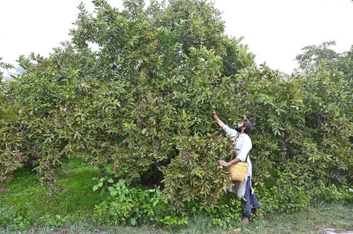 A farmer is busy plucking seasonal guavas from trees in an orchard near Aqil Village Road