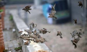 A view of sparrows picking food from wall