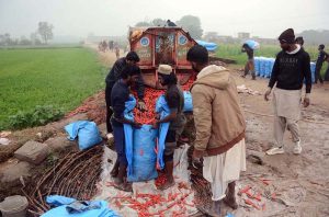 Farmers are busy packing freshly harvested and cleaned carrots into sacks for delivery to the vegetable market in the city.