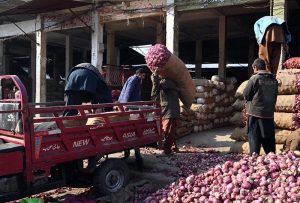 A Laborer busy sorting good quality onions at vegetables Market in Federal Capital
