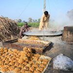 Workers busy making sweet jaggery (gur) at his roadside setup