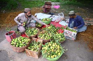 A farmer is busy plucking seasonal guavas from trees in an orchard near Aqil Village Road
