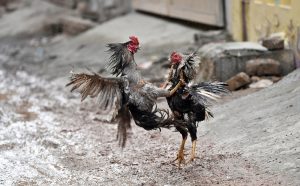 Two roosters fight on a muddy street in the city.