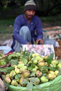 A farmer is busy plucking seasonal guavas from trees in an orchard near Aqil Village Road