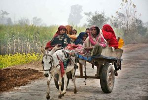 Gypsy women on their way on donkey driven cart to their destination