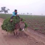 A young boy rides a donkey carrying a load of fodder