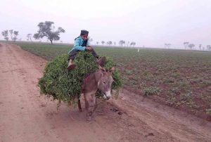 A young boy rides a donkey carrying a load of fodder