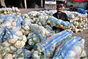 A labourer busy unloading cauliflower from delivery truck at Vegetable Market.