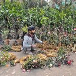 A nursery worker arranges rose saplings to attract customers at a roadside plant market.