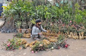 A nursery worker arranges rose saplings to attract customers at a roadside plant market.