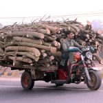 A labourer transports a large load of cut tree logs on a motorcycle rickshaw while moving along a city road