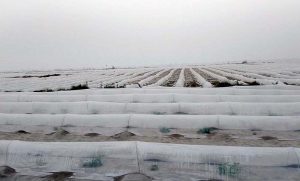 A young boy rides a donkey carrying a load of fodder