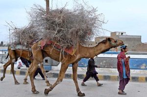 Village boys lead camels loaded with dry sticks on their humps across a railway overhead bridge.