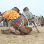 A view of the camel fight during Mela Noor Shah