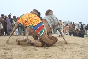 A view of the camel fight during Mela Noor Shah