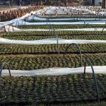 PHA plants pine trees at Jilani Park as part of its ongoing plantation drive to help reduce the effects of global warming and promote a greener province.