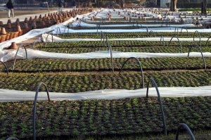 PHA plants pine trees at Jilani Park as part of its ongoing plantation drive to help reduce the effects of global warming and promote a greener province.