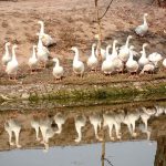 Ducks gather peacefully by a pond at sunrise where their reflections mirrored on the water’s surface.