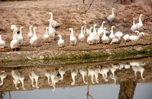Ducks gather peacefully by a pond at sunrise where their reflections mirrored on the water’s surface.