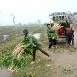 Farmers rinse freshly harvested radishes with canal water before transporting them to the vegetable market