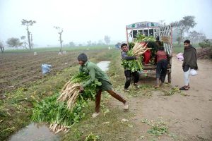 Farmers rinse freshly harvested radishes with canal water before transporting them to the vegetable market