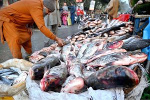 Vendor displaying and selling fish to attract the customers outside his shop at local market in the Provincial Capital