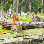 Frozen forest wealth: Windfall Timber Policy stalemate costs KP billions