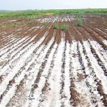 Bio-saline farming project reclaims 460 acres of salt-affected land in Sindh