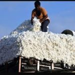 Cotton arrivals cross 5.49m bales by Jan 15