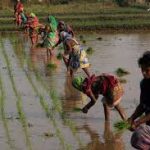 Winter rainfall brings relief for wheat, oilseeds in Punjab