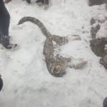 Elderly snow leopard dies naturally in Chitral, officials confirm