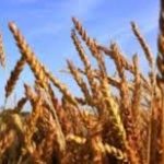 Govt assures adequate wheat stocks across all provinces