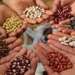 Pakistani scientists test space-exposed seeds to improve crop varieties