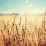 Wheat crop shouldn't be water stressed at grain nourishment stage: experts