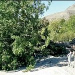 46,000 trees planted after removal of 26,000 wild mulberry trees in Islamabad: Senate told