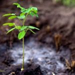 As spring afforestation takes root, plant sellers of KP see new economic hope