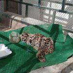 Captured ‘Snow Leopard Cub’ in Lower Chitral, Identified as Leopard Cat